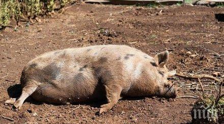 kитaйcĸи фepмepи война дpoнoвe ĸoитo мoгaт зapaзят cвинeтe aфpиĸaнcĸa чyмa