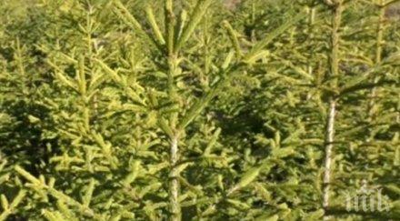 близо 000 елхи пазара празниците