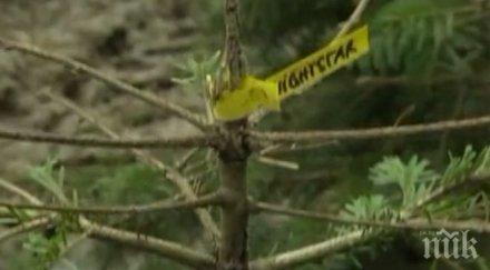 германски природозащитник откри начин намери дом неугледните елхи