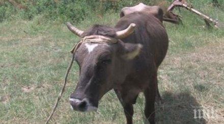 кравата пенка остава без дом коледа