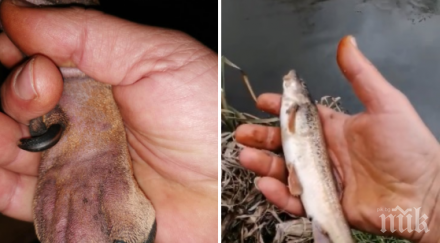 тотален шок отровена струма вижте случи куче влезе реката снимки