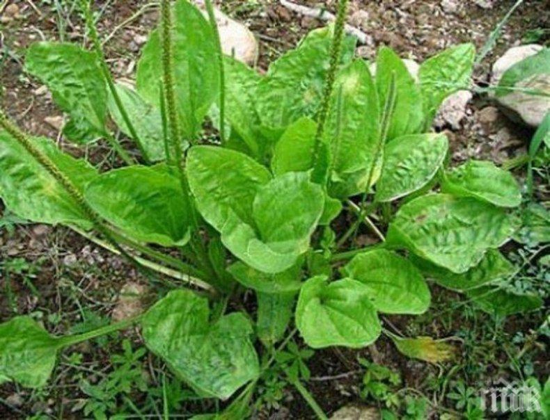 ЗА ГОСПОДАТА: Отвара с живовляк сгъстява косата  