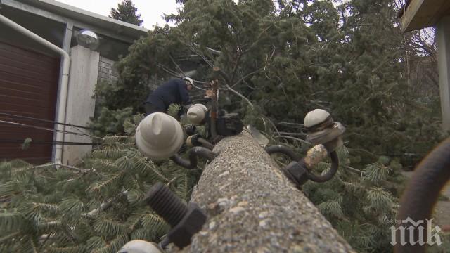 Паднали дървета потрошиха коли в София