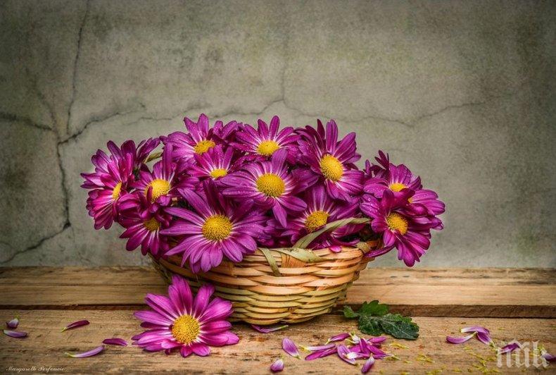 ЗВЕЗДИТЕ ГОВОРЯТ: Бързайте бавно днес и не правете нищо важно