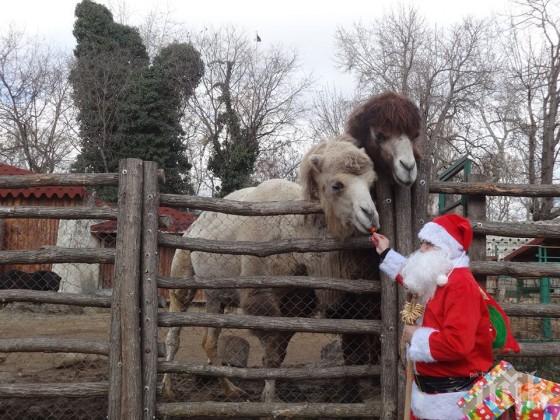 От варненския зоопарк се похвалиха със 100 бебета през 2019 г.