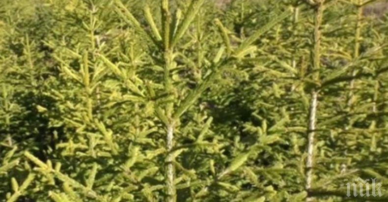 Близо 17 000 елхи са на пазара за празниците