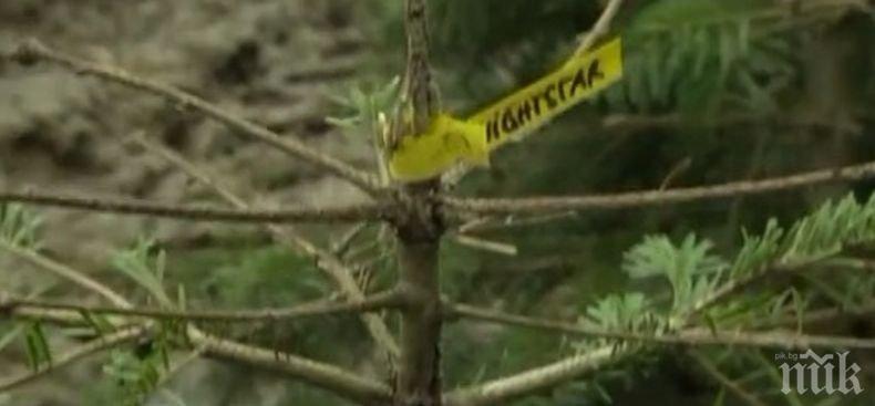 Германски природозащитник откри начин да намери дом и на неугледните елхи