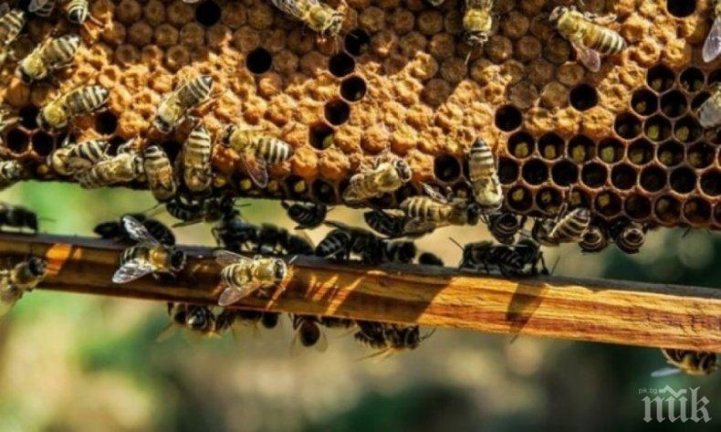 Пчелната пита прави чудеса - ето какво лекува