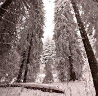 ЗИМНА ПРИКАЗКА: Сняг натрупа на Витоша (СНИМКИ)