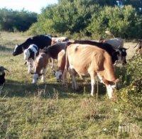 частни съдебни изпълнители продават крави плевни лятна кухня