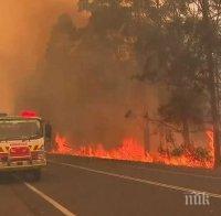 Ужасът в Австралия - половин милион животни са загинали при пожарите
