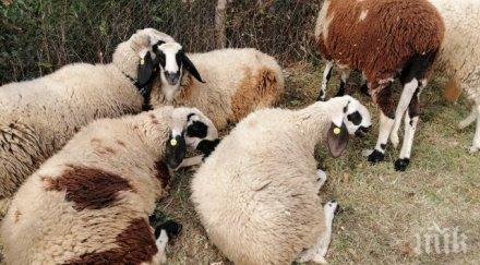 драма 400 овце исперихово останаха без храна зимата заради пожар коледа