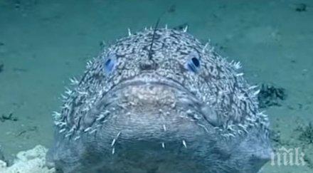 невероятно откриха риба крака видео