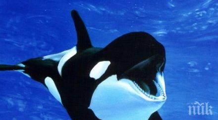 първи път забелязаха косатки месинския пролив