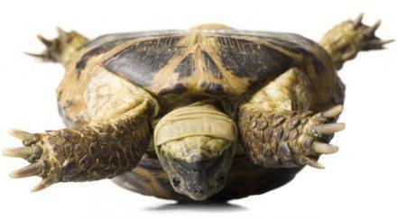 костенурка предизвика пожар навръх коледа