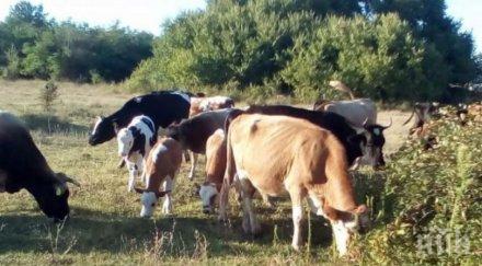 частни съдебни изпълнители продават крави плевни лятна кухня