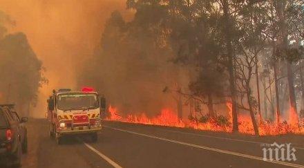 ужасът австралия половин милион животни загинали пожарите