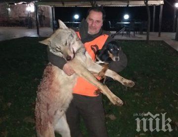 Бургазлия отстреля вълк в Странджа - хищникът плячкосал 20 телета на стопанин (СНИМКИ)