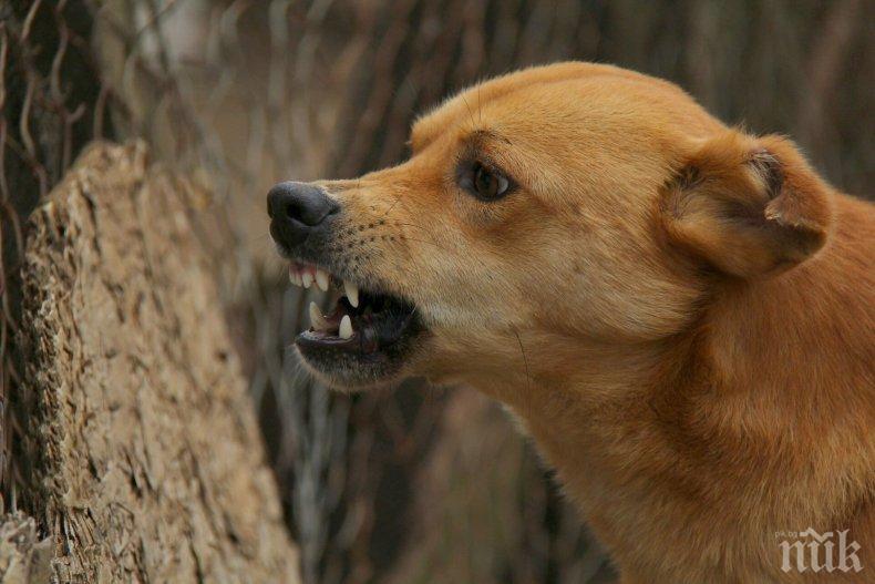 Две озверели кучета нахапаха жена в Пловдив