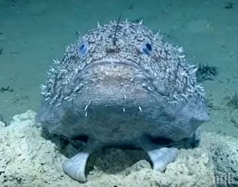 НЕВЕРОЯТНО: Откриха риба с крака (ВИДЕО)