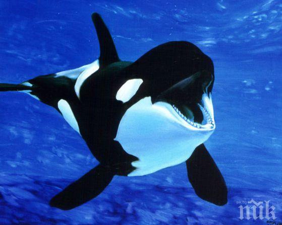 За първи път забелязаха косатки в Месинския пролив