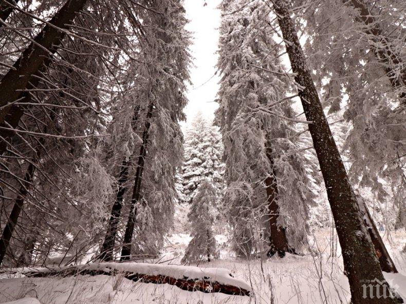 ЗИМНА ПРИКАЗКА: Сняг натрупа на Витоша (СНИМКИ)