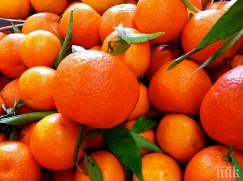 Мъж отглежда над 10 сорта тропически дръвчета във Варненско