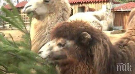 зоопарка варна призив всички живи елхи