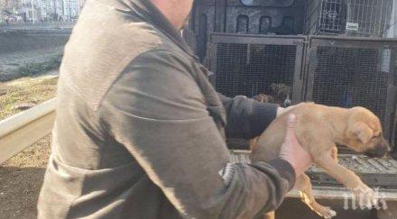 мъж жена изхвърлиха кученца майка шахта вода спасени снимки