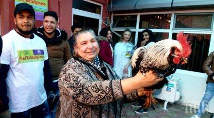 голяма драма пари петела банго васил