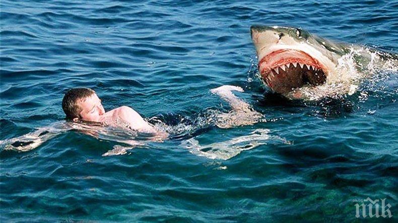 Акула разкъса турист в Австралия