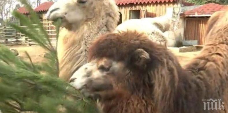 От зоопарка във Варна с призив към всички с живи елхи. Ето за какво