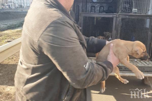 Мъж и жена изхвърлиха кученца и майка в шахта с вода, спасени са (СНИМКИ)