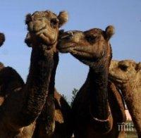 В Дубай имунизират камили срещу коронавируса