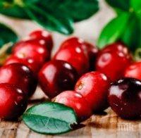 Сок от червени боровинки – супер полезен за здравето