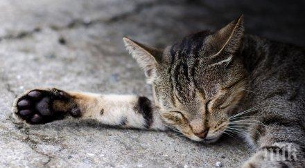 жестокост мъж застреля котарака съседа спор