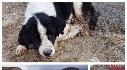 невиждано зверство изрод отряза краката избоде очите куче захвърли боклук язовира снимки