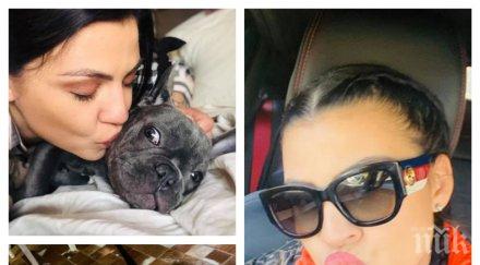 драма деси цонева истерия булдогът бейкън изяде любимите обувки валентино снимки