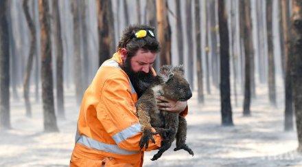 ужасяващо млрд животни загинали горските пожари австралия