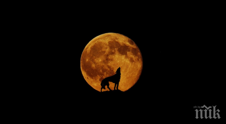 вълча луна изгрява петък