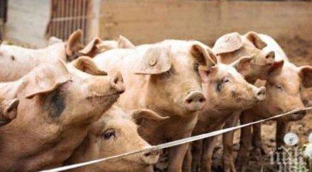 започва теглят ножа 500 прасета свинекомплекса никола козлево