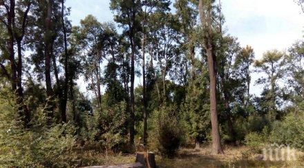 изобретение канадски учени садят милиард дървета дронове