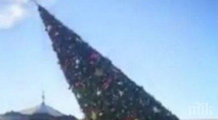 силен вятър събори новогодишната елха тирана