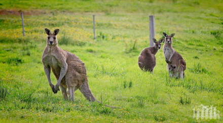 фермер спаси бебе кенгуру пожар