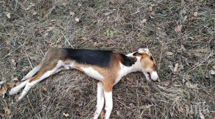 бракониери затриха кучета дядо село блатешница снимки