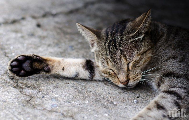 ЖЕСТОКОСТ! Мъж застреля котарака на съседа след спор