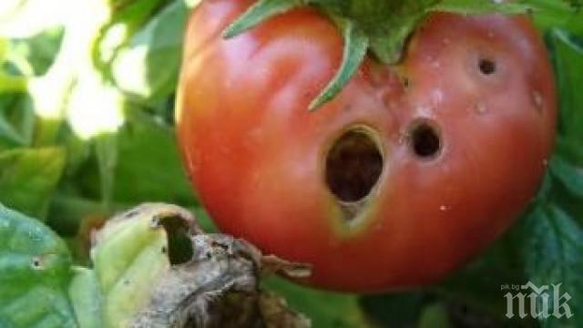 Пробутват ни болни гръцки домати