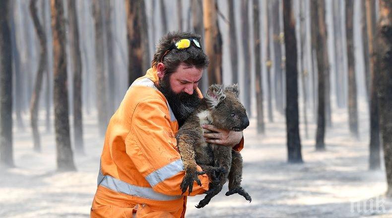 Ужасяващо: Над 1 млрд. животни са загинали в горските пожари в Австралия