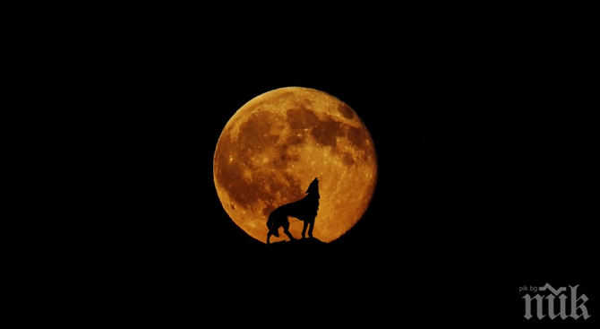 Вълча Луна изгрява в петък