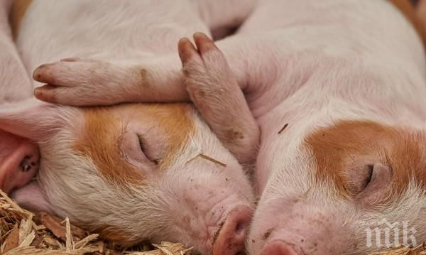 Умъртвяват 24 000 прасета в Шуменско
